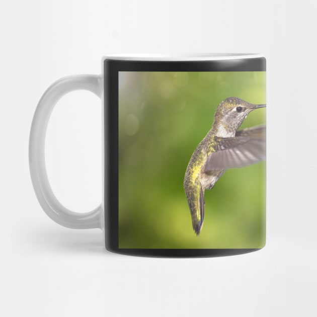 Anna's Hummingbird in Flight by JeffreySchwartz